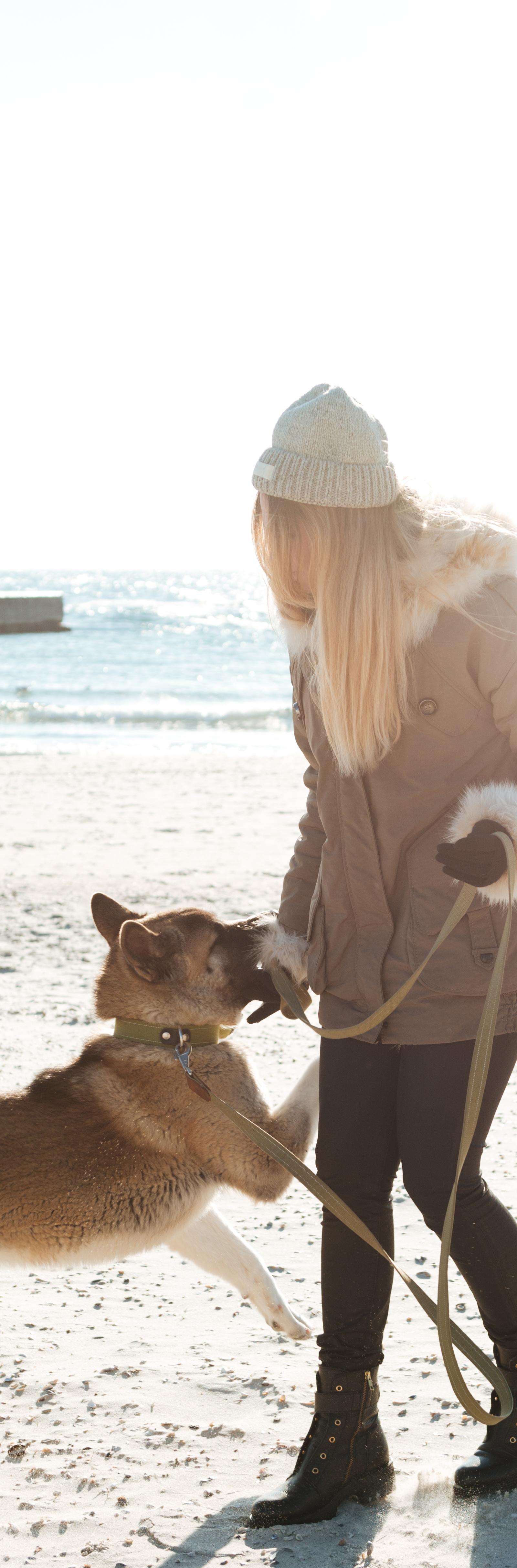 Wollongong Dog Owners: Navigate Parks, Leash Rules, Registration Requirements